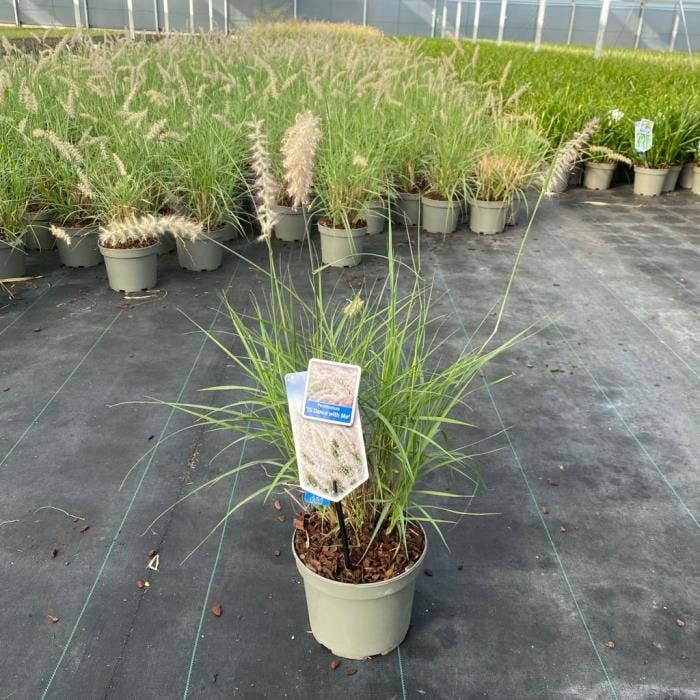 Pennisetum Orientalis JS 'Dance with me'