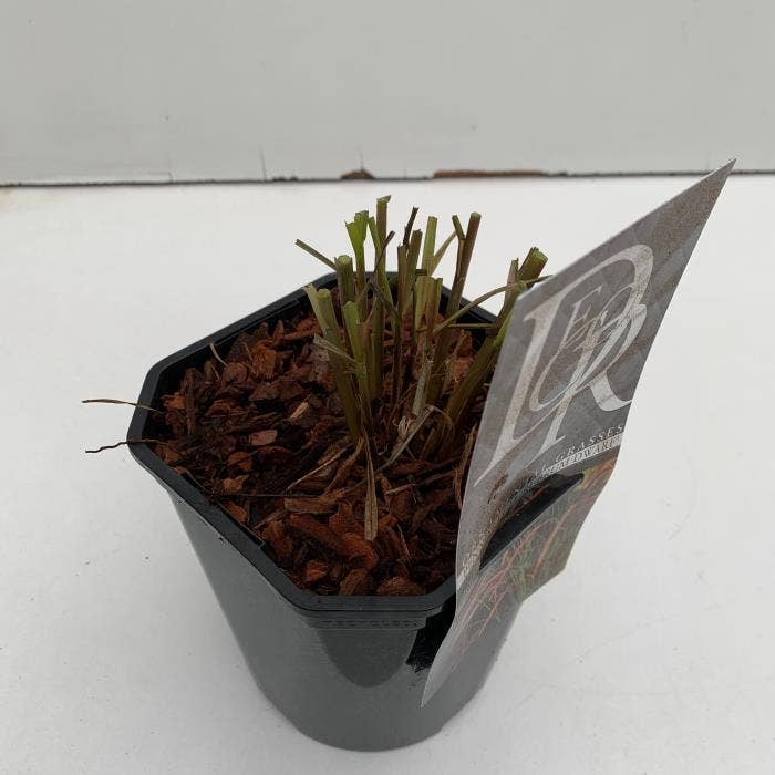 Pennisetum 'Rubrum Dwarf'