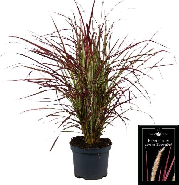 Pennisetum x advena Fireworks