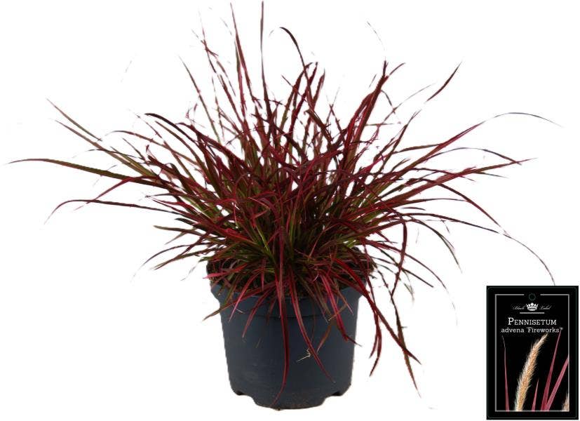 Pennisetum x advena 'Fireworks
