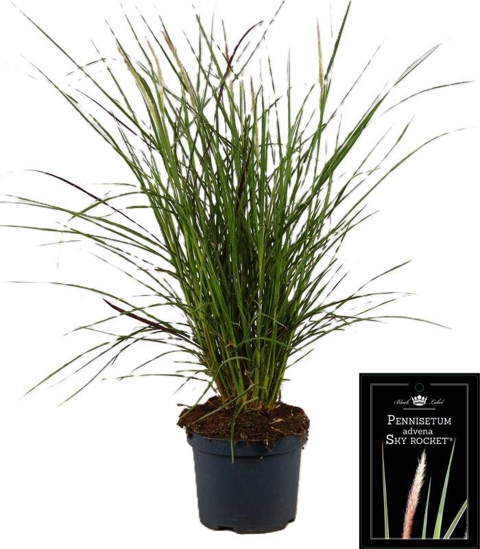 Pennisetum x advena Sky Rocket