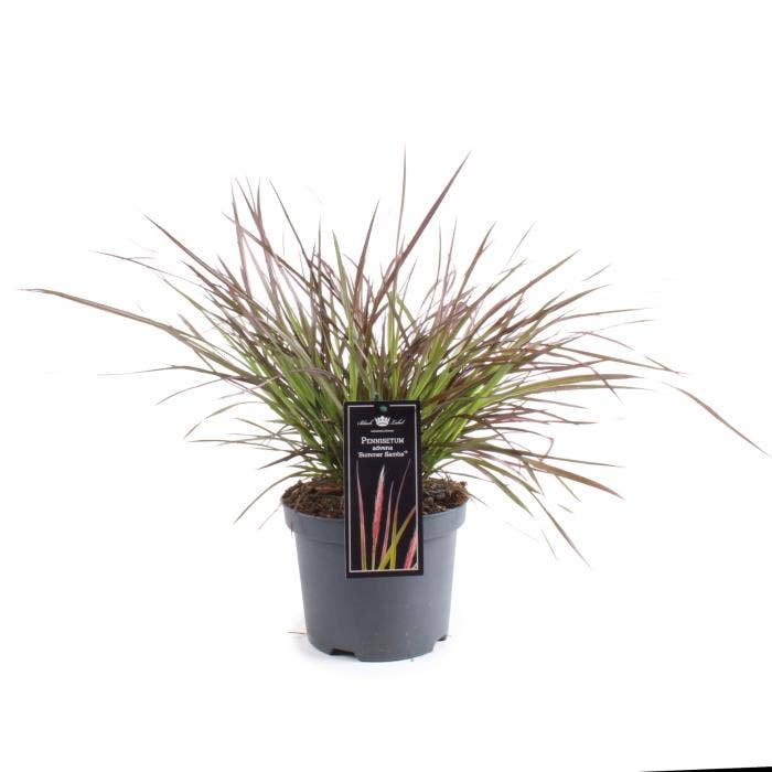 Advena Summer Samba | Pennisetum Advena Summer Samba – Limmerkoll