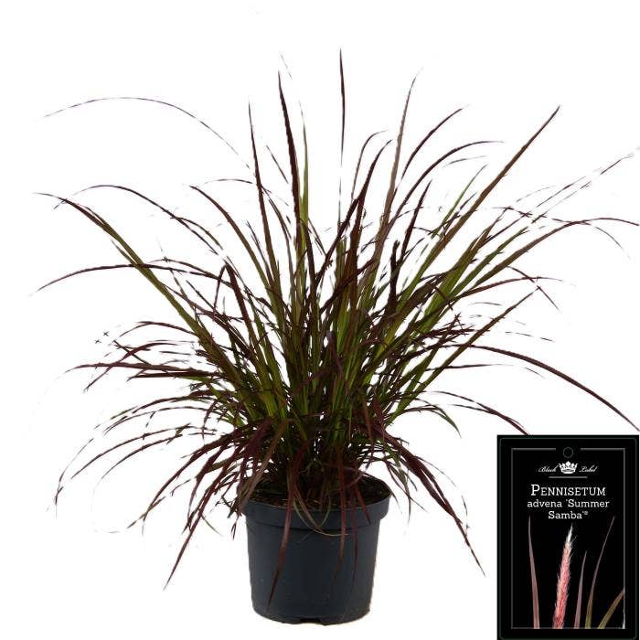 Pennisetum x advena Summer Samba