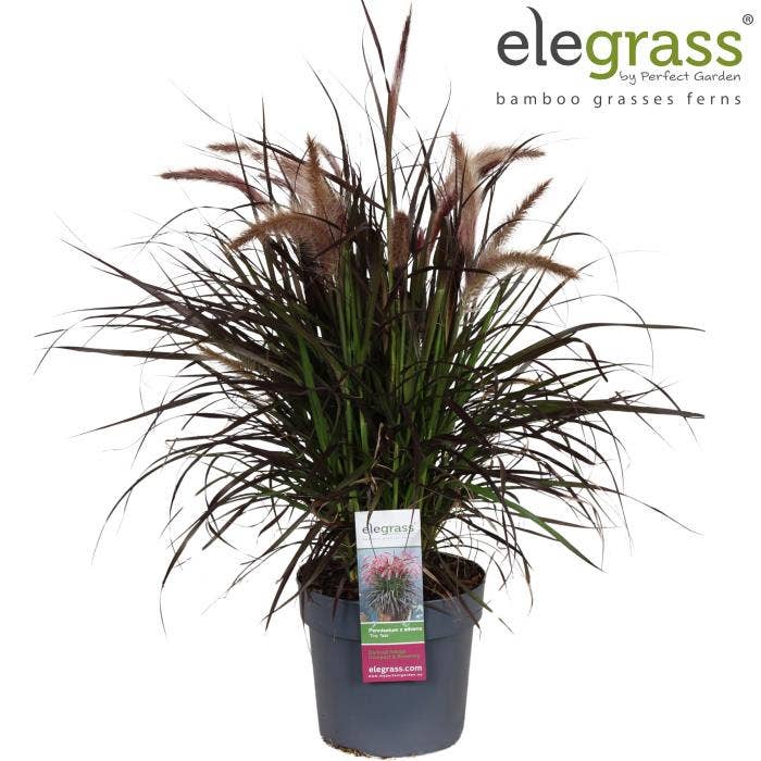 Pennisetum x advena 'Tiny Tails'