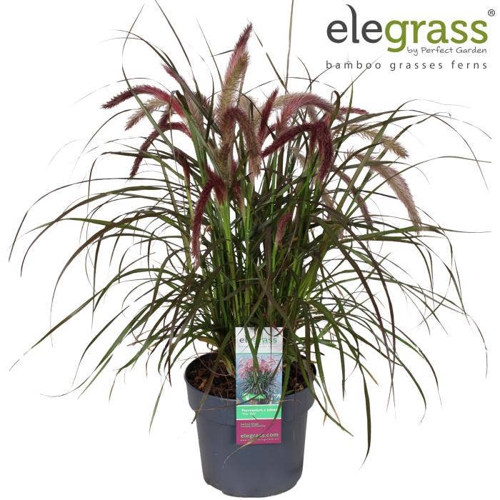 Pennisetum x advena 'Tiny Tails'