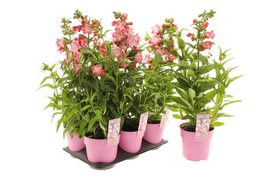 Penstemon 'Phoenix Pink'