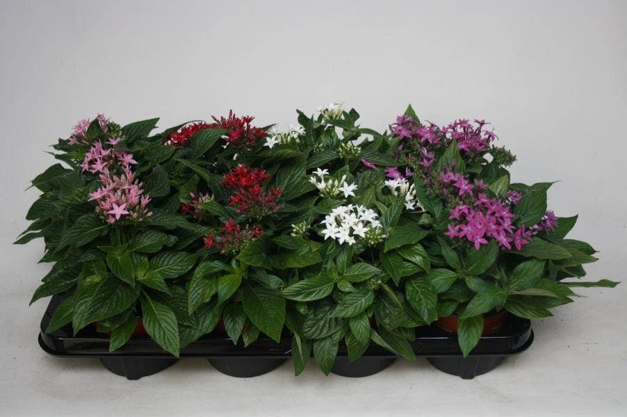 Pentas
