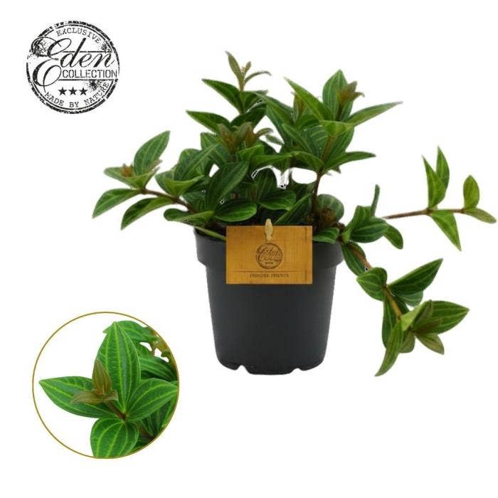 Peperomia Ang. Roc. Alto 12cm