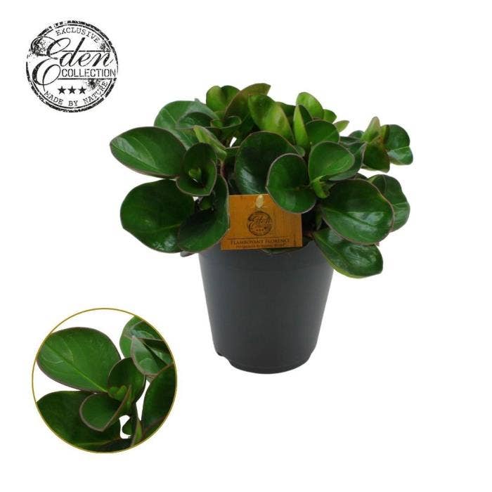 Peperomia Burning Bush