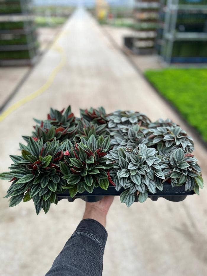 Peperomia gemengd 7 cm (Decorum)