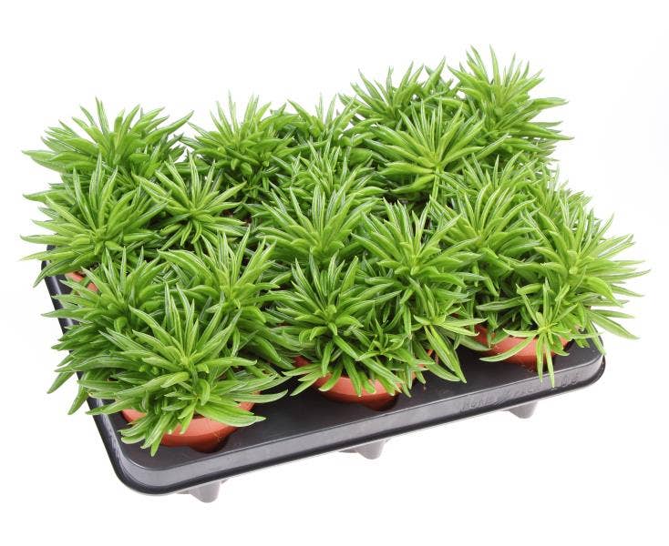 Peperomia Happy Bean