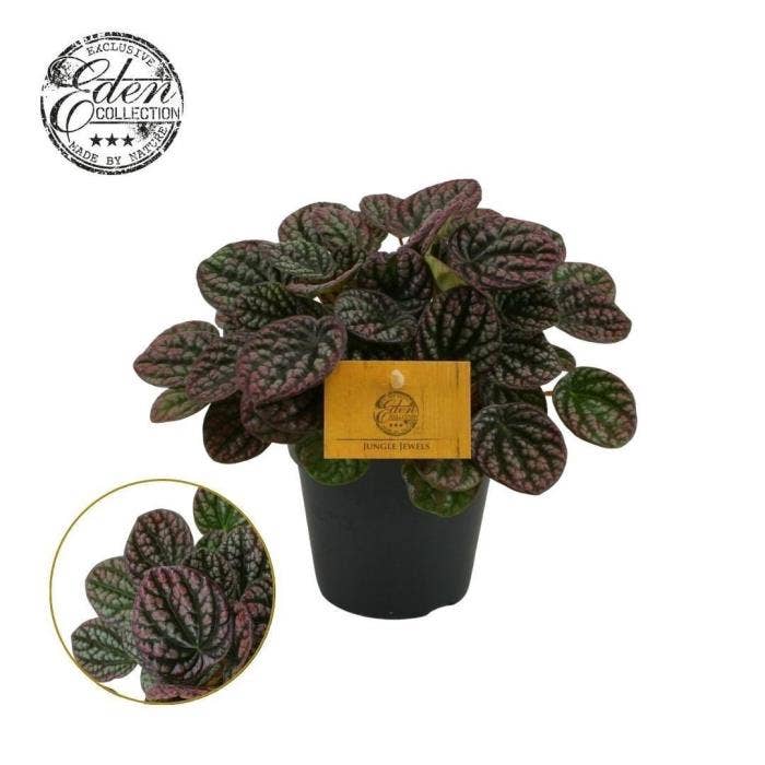 Peperomia Lucinda