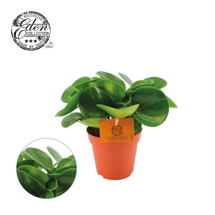 Peperomia obt. green