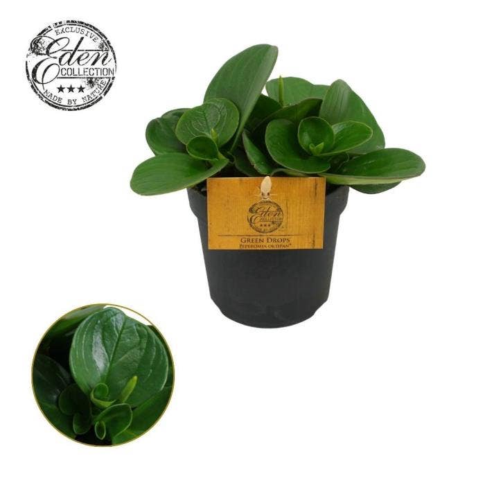 Peperomia obt. green