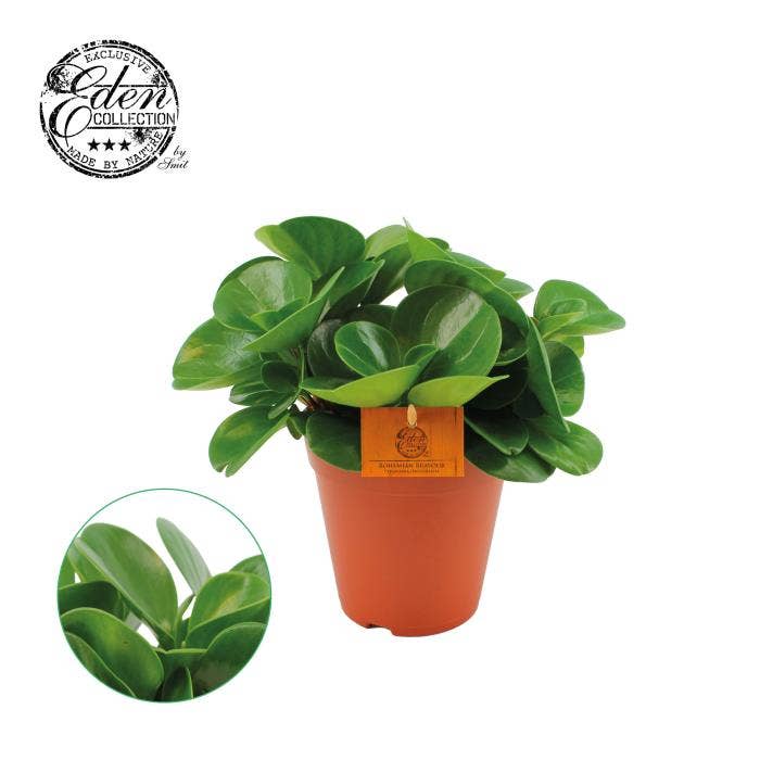 Peperomia Obtusifolia Green