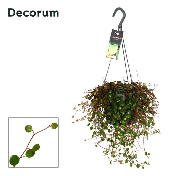 Peperomia Pepperspot