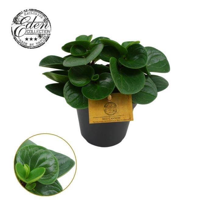 Peperomia Red Canyon