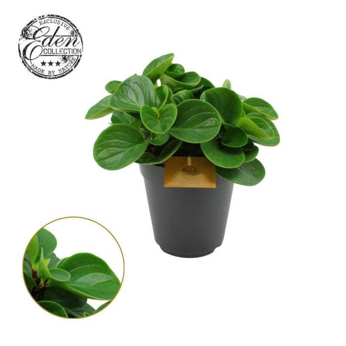 Peperomia Red Canyon