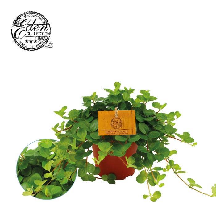 Peperomia rotundifolia 