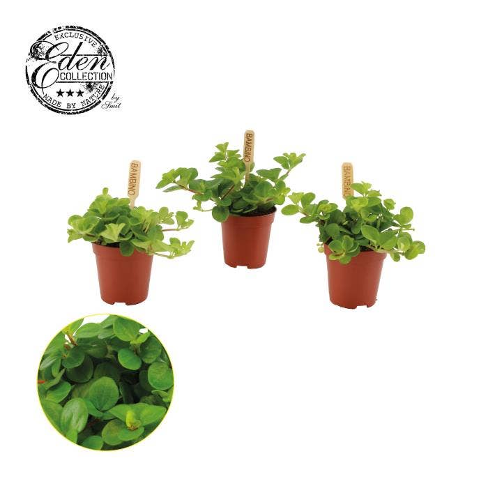 Peperomia rotundifolia