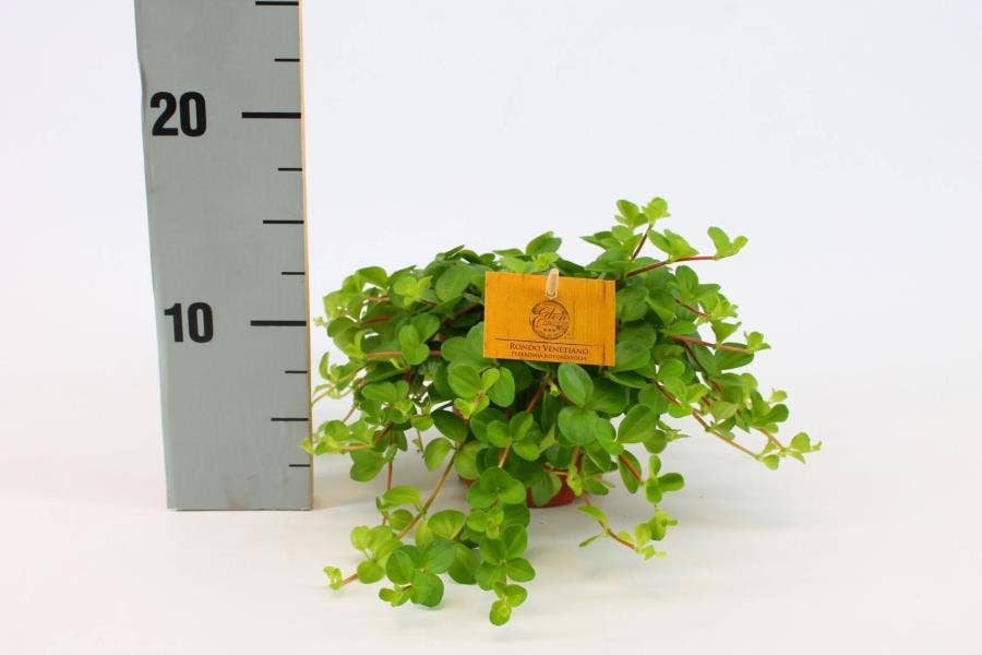Peperomia rotundifolia