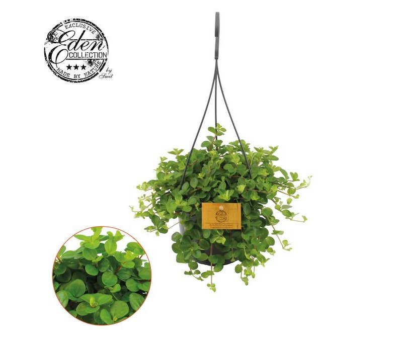 Peperomia rotundifolia