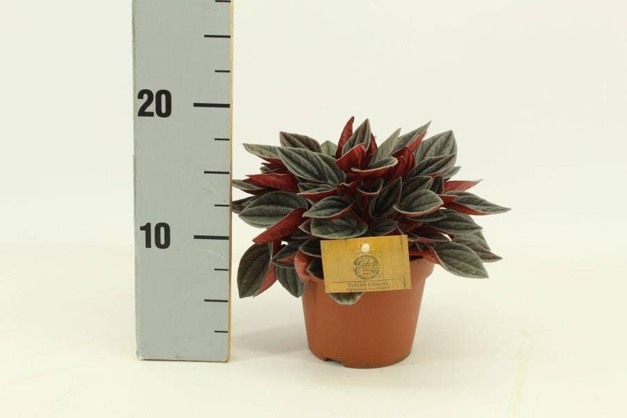 Peperomia Santorini