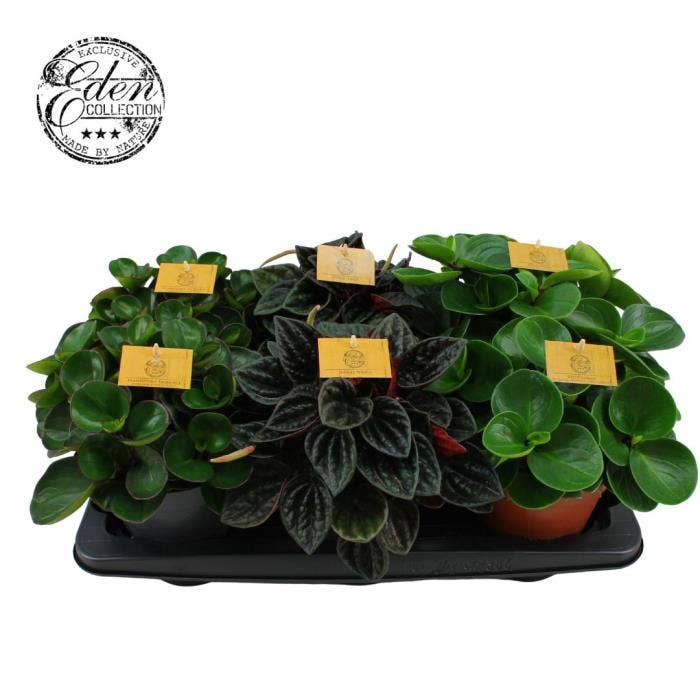 Peperomia