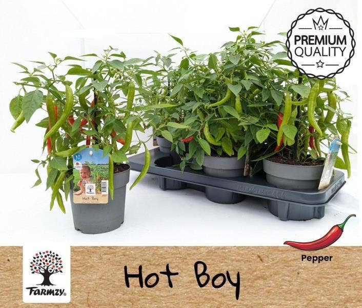 Pepper Hot Boy Farmzy®