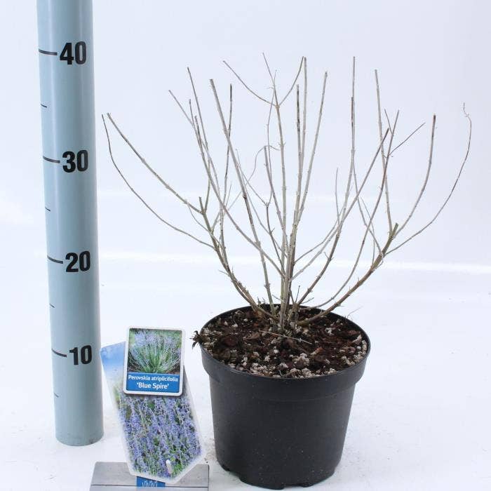 Perovskia atr. 'Blue Spire'
