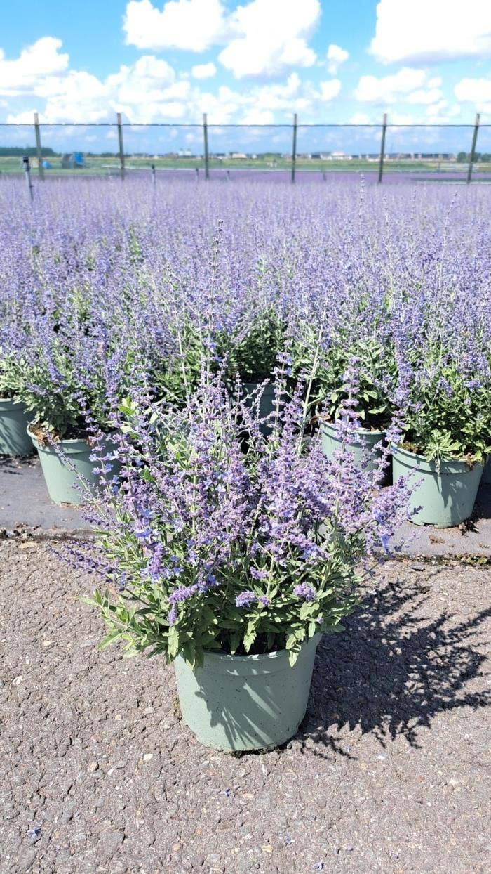 Perovskia atr. 'Bluesette' 