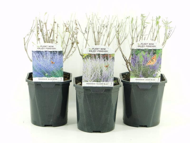 Perovskia atriplicifolia