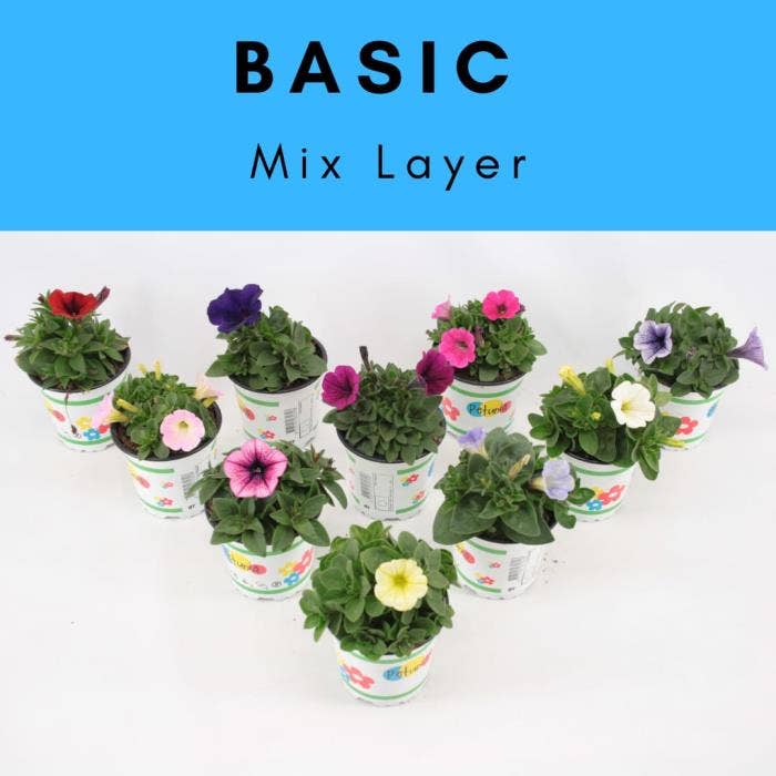 Petunia 'Basic'
