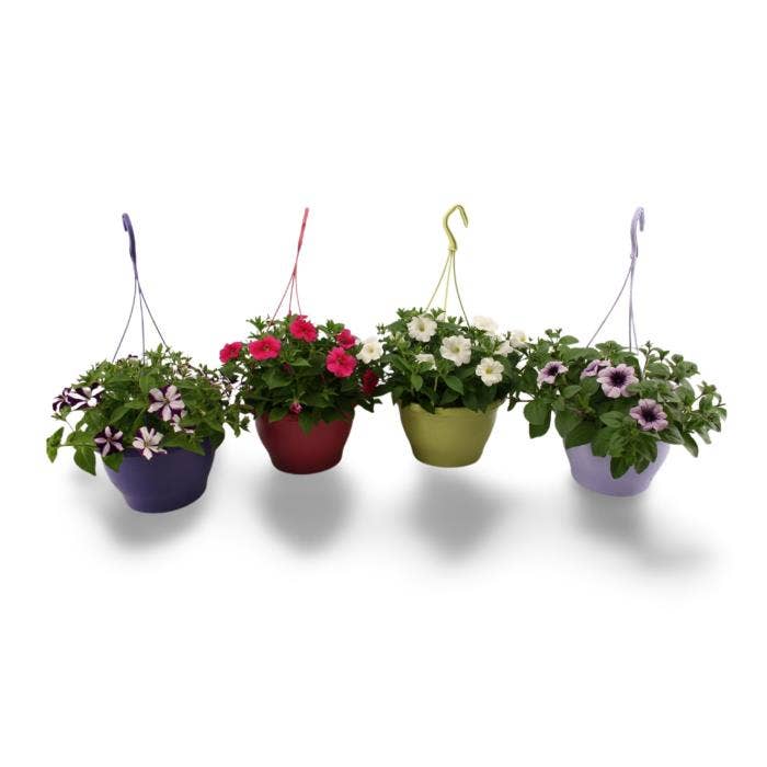 Petunia hanging pot