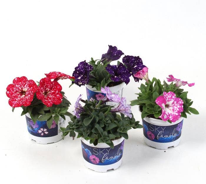 Petunia Sky Family