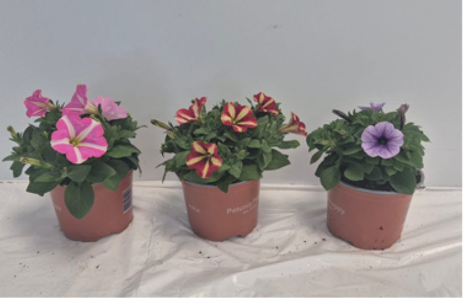 Petunia Super serie