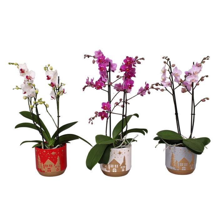 Phal. Multi 2-tak mix in keramiek BGC008 Xmas Home