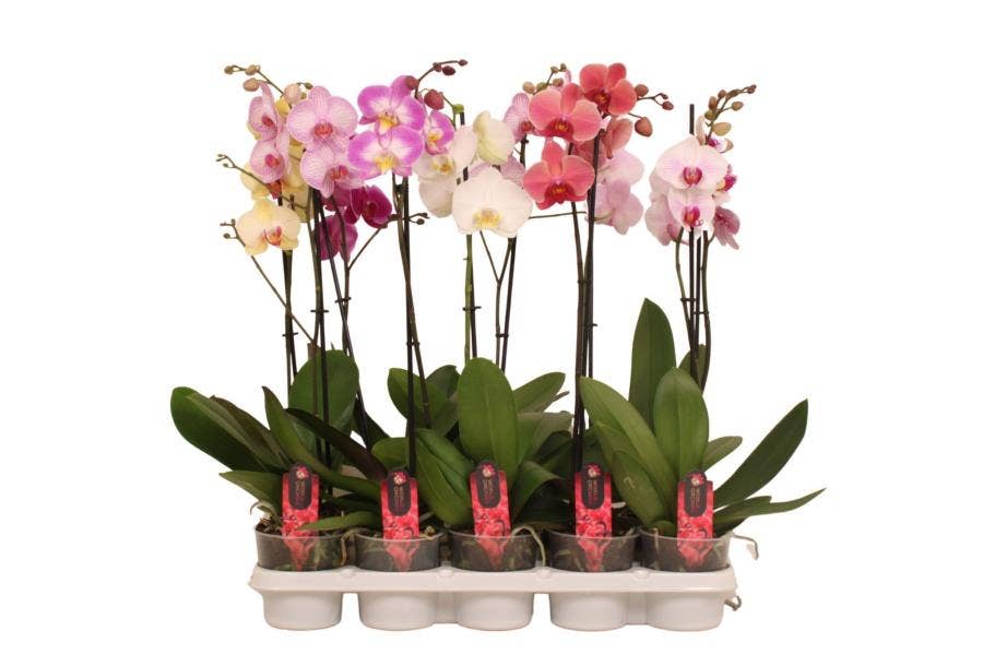 Phalaenopsis A1 1-stem