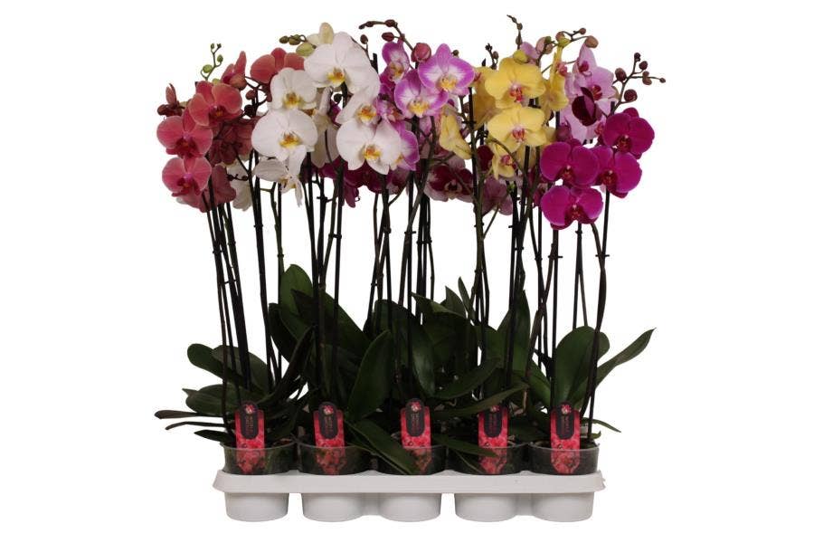 Phalaenopsis A1 2-stem