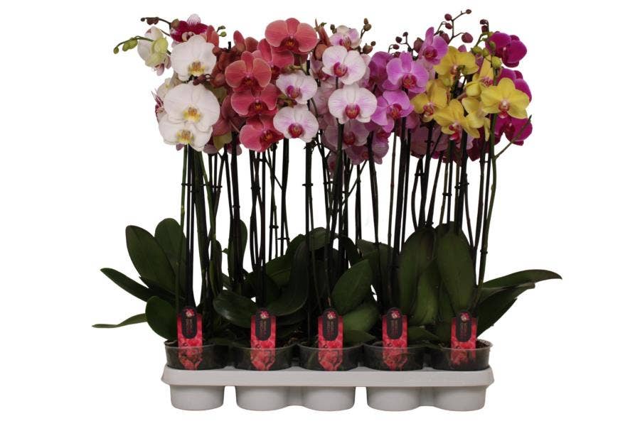 Phalaenopsis A1 Mix 3 tak