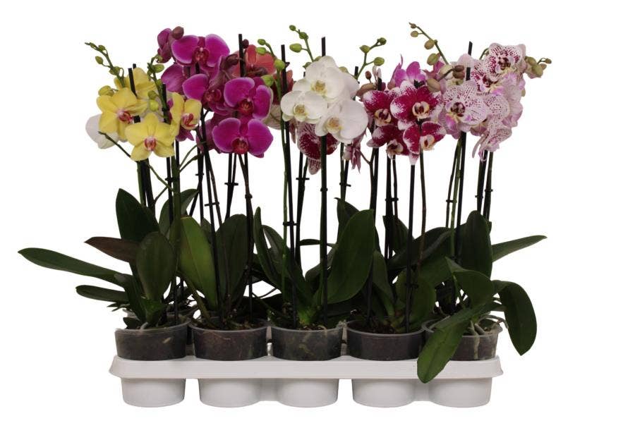 Phalaenopsis A2