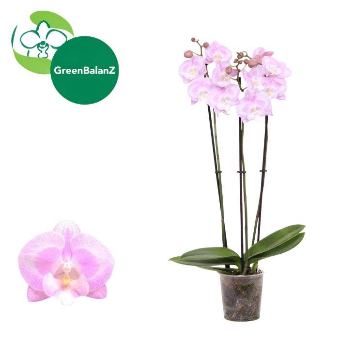 Phalaenopsis Aladdin's Kizz