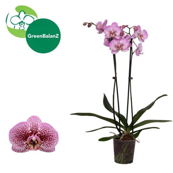 Phalaenopsis Andorra