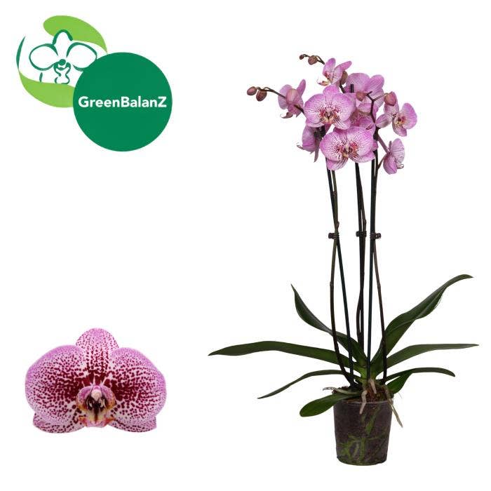 Phalaenopsis Andorra