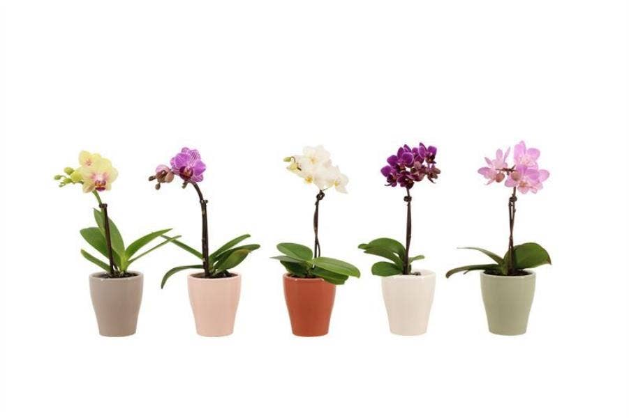 Phalaenopsis Anna Tiny Dolls