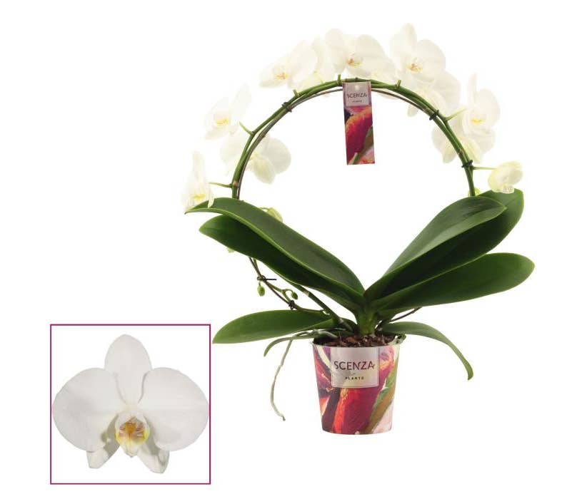 Phalaenopsis Bow white