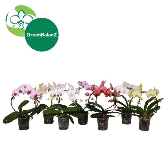 Phalaenopsis Bow