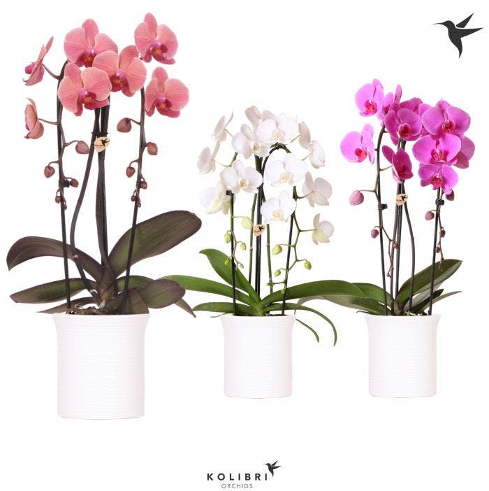 Phalaenopsis Cascade in Furrow white