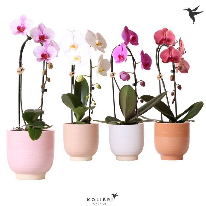 Phalaenopsis Cascade in Glazed