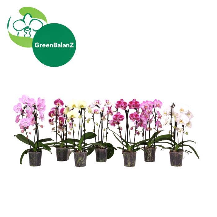 Phalaenopsis Cascade